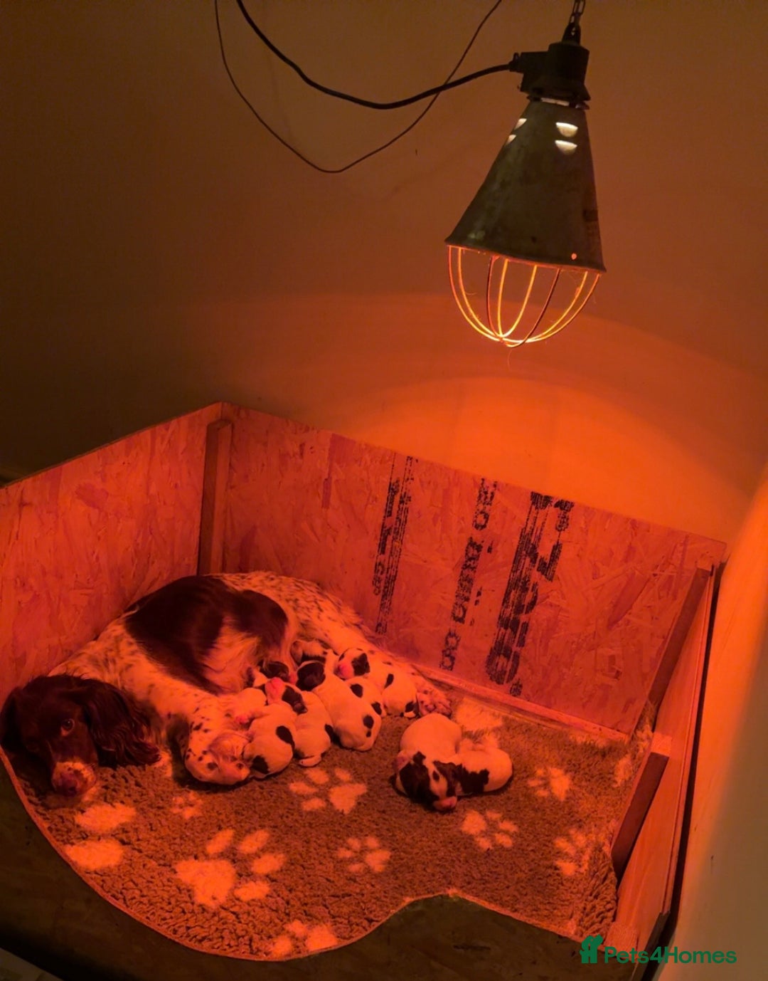 Sprocker dogs for sale: Adorable F1 Sprocker puppies - Advert 2