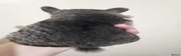 Chinchilla rodents for sale: Pedigree Male Ebony Chinchilla Kit - Advert 2