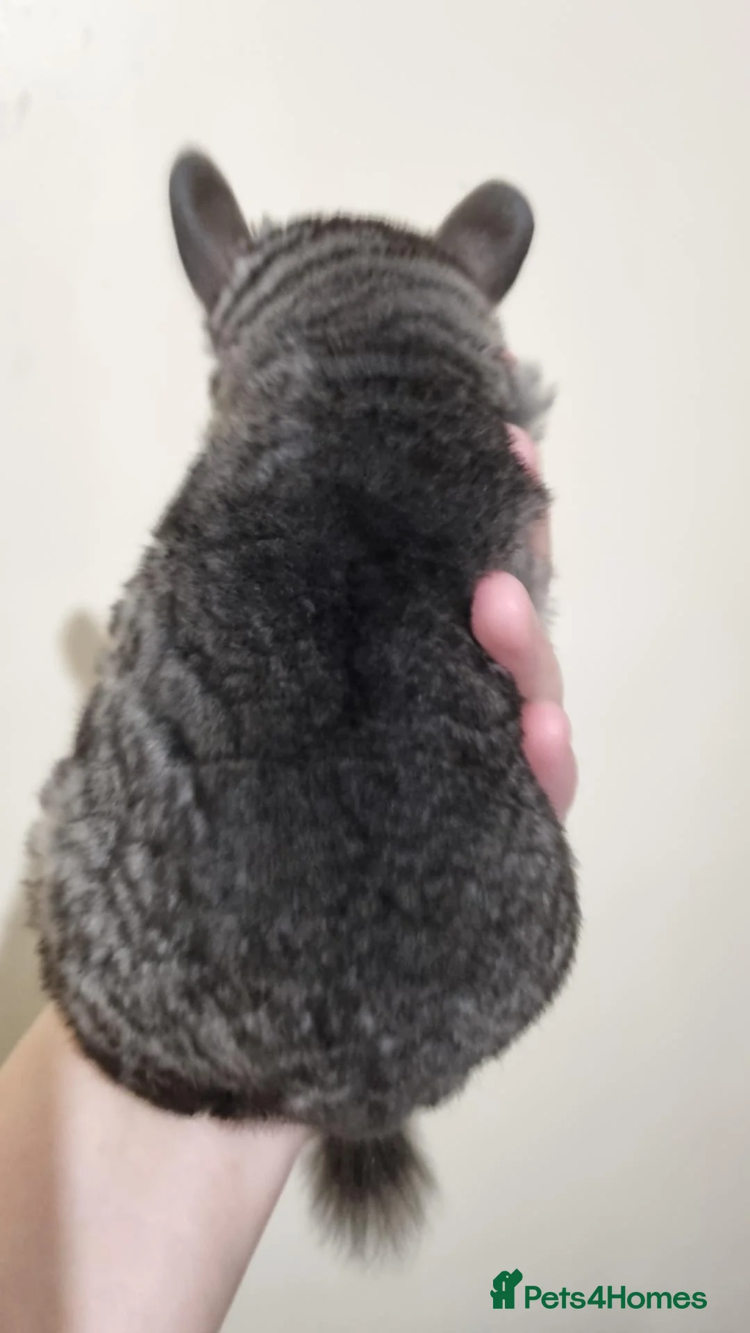 Chinchilla rodents for sale: Pedigree Male Ebony Chinchilla Kit - Advert 2