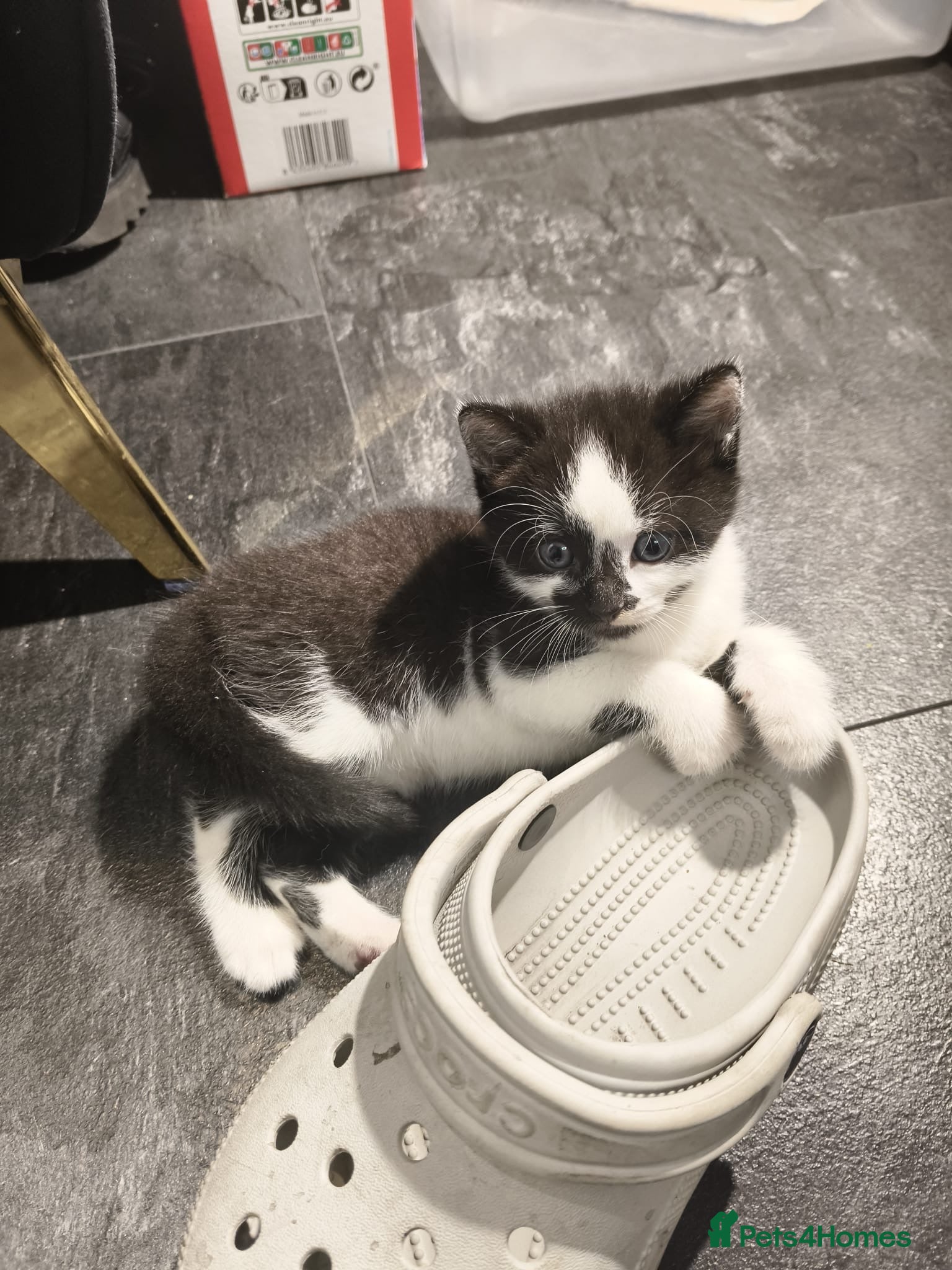 Mixed Breed cats for sale: Gorgeous Tabby Kittens - 3 Left - Advert 8