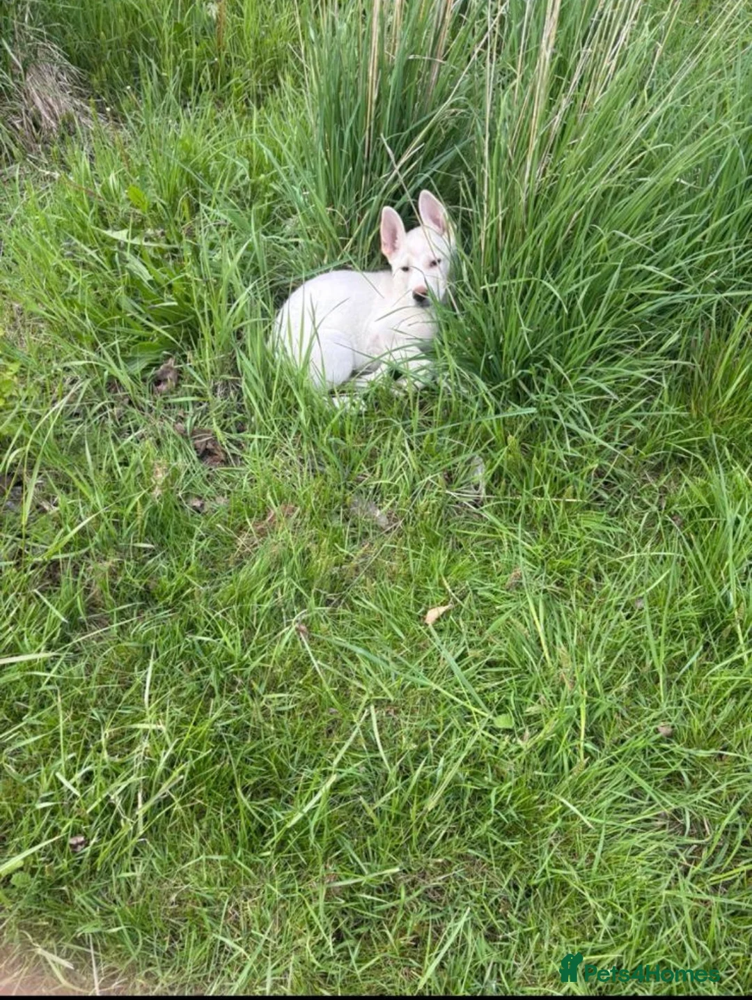 Mixed Breed dogs for sale: My beloved girl Bella  in Wrexham - Advert 4