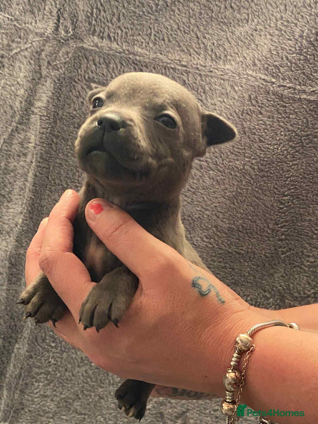Staffordshire Bull Terrier dogs for sale: Blue Staffordshire bull terrier  - Image 5