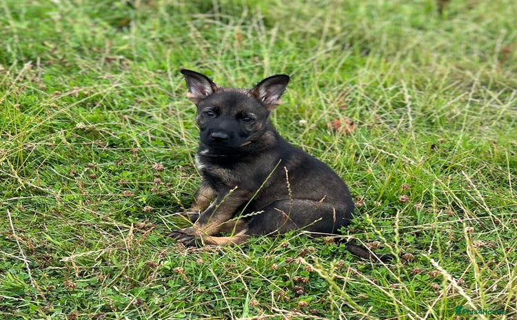 German Shepherd dogs in Bishop Auckland - Advert 3