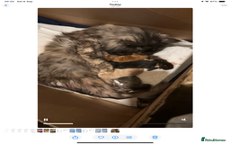 Maine Coon cats for sale: Maine Coon kittens  - Image 7