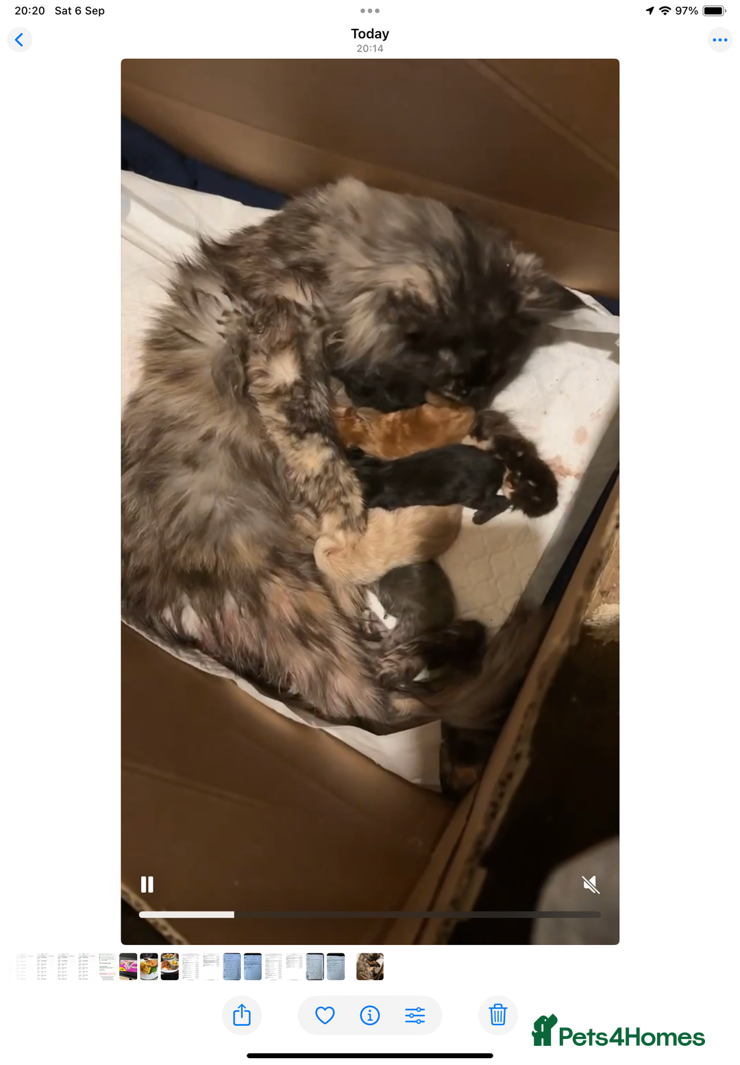 Maine Coon cats for sale: Maine Coon kittens  - Image 7