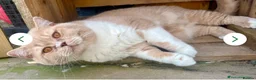 British Shorthair cats for sale: British shorthair kittens for sale  - Advert 15