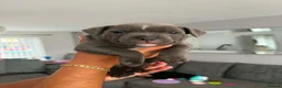 Staffordshire Bull Terrier dogs for sale: Blue Stafford bull terriers  - Advert 9