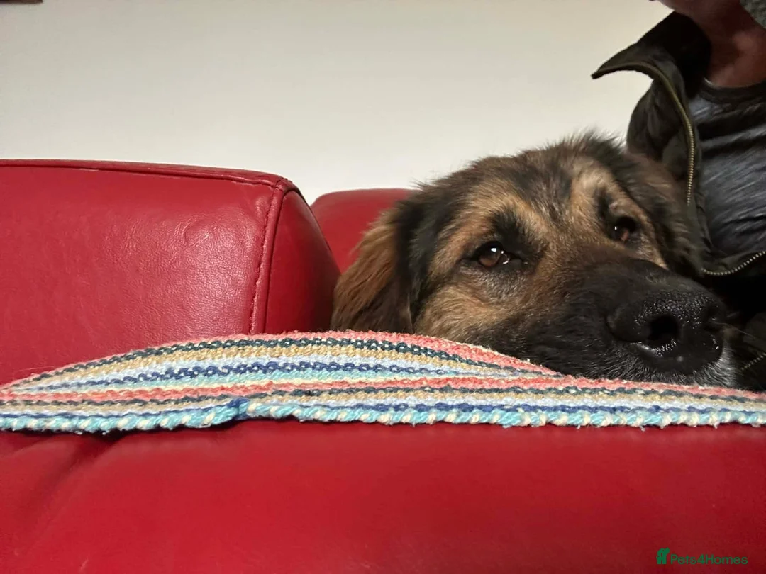 Mixed Breed dogs for adoption: Alfie - Norwich Norfolk  - Advert 7