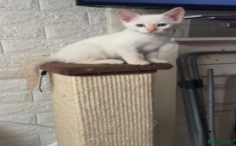 Ragamese cats - Advert 1