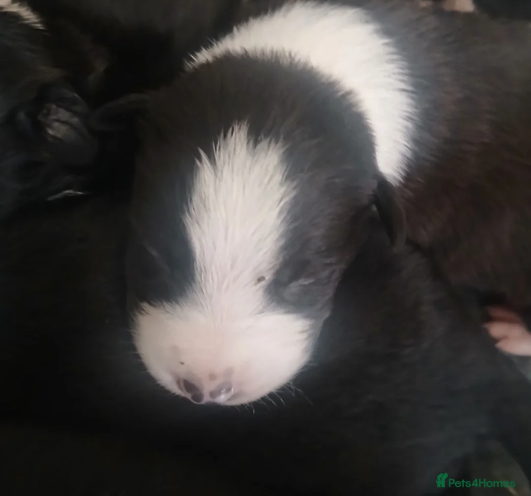 Border Collie dogs for sale: Border collie pups with charicter in Ilkley - Advert 4
