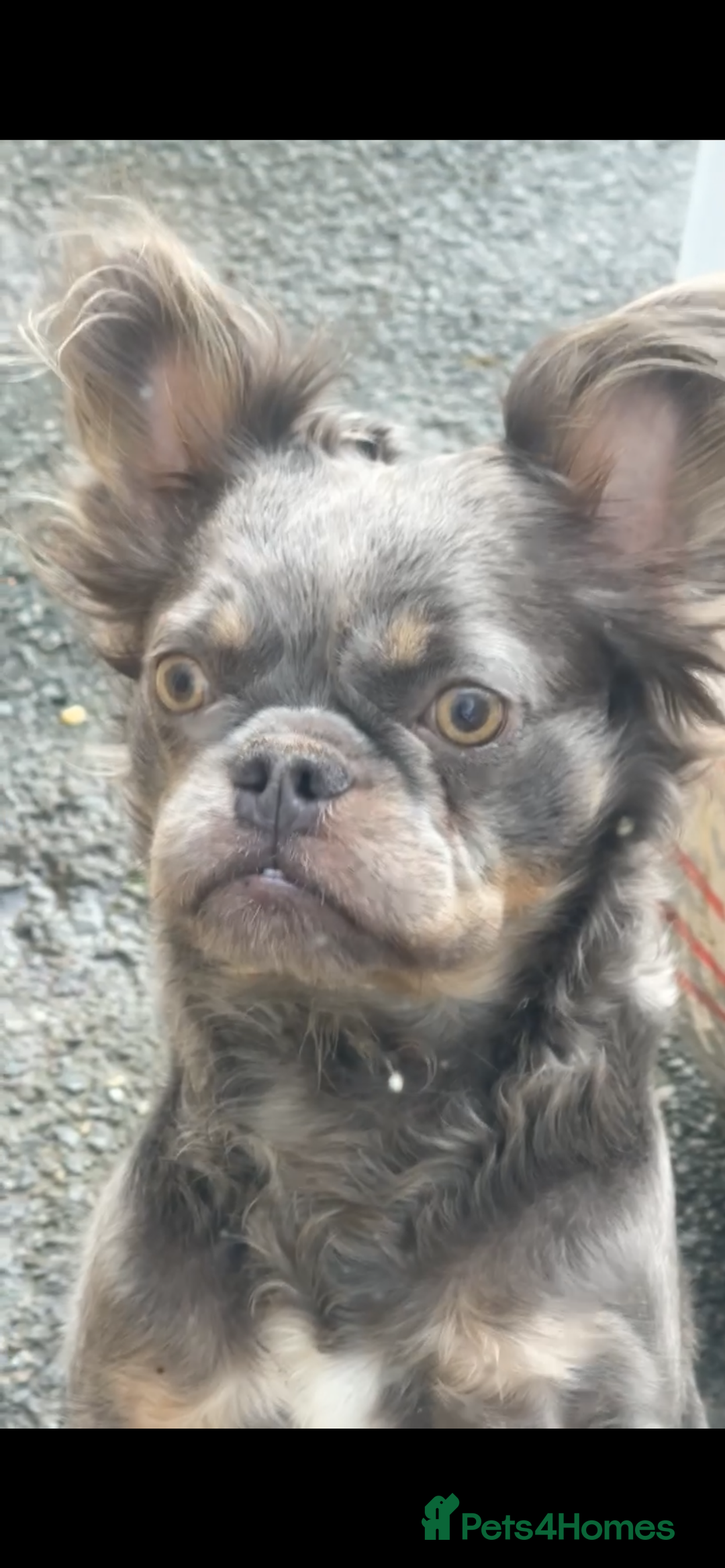 French Bulldog dogs for sale: Lilac & Tan Fluffy French Bulldog carrying pink - Image 2