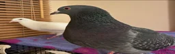 Pigeons birds for sale: Rehoming Bonded Pigeon Pair. in Peterborough - Advert 2