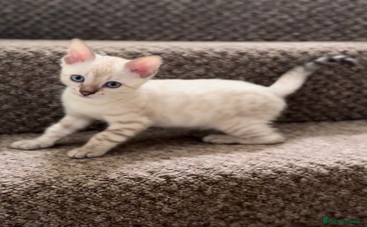 Bengal cats - Advert 1
