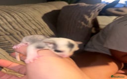 Sugar Glider rodents for sale: Pair of Male Sugar Glider Babies - Image 2