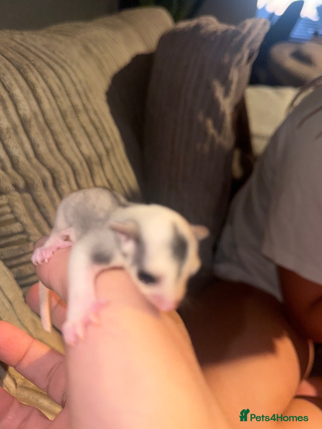 Sugar Glider rodents for sale: Pair of Male Sugar Glider Babies - Image 2