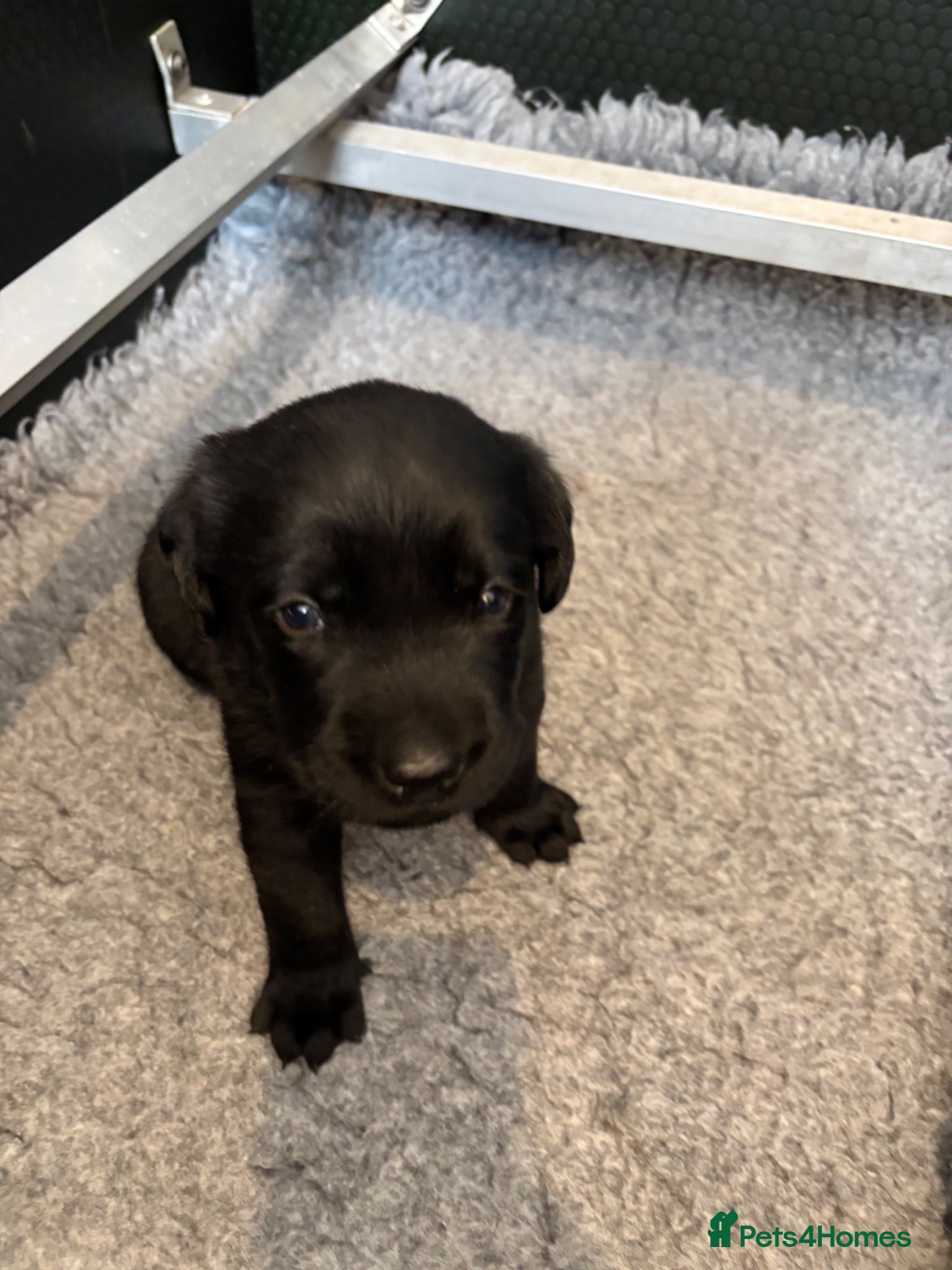 Labrador Retriever dogs Beautiful KC Registered Chunky Black Lab puppies  - Advert 2