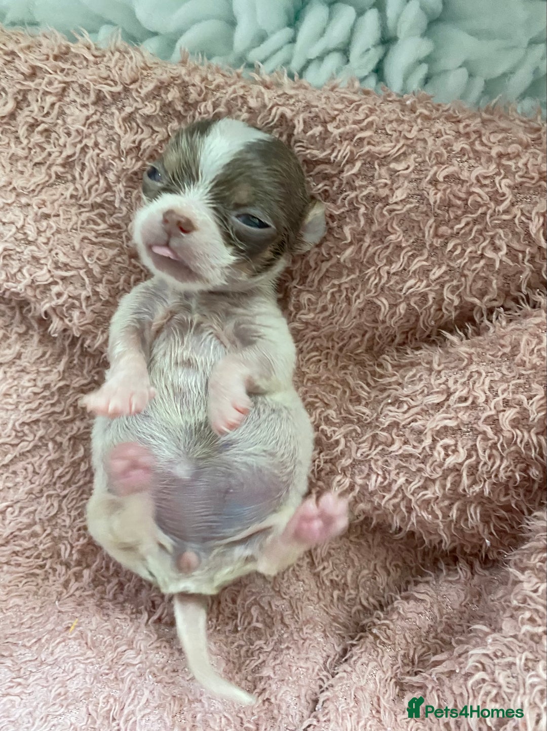 Chihuahua dogs for sale: Exquisite KC Registered Apple Chihuahua Puppies 💖 - Image 7