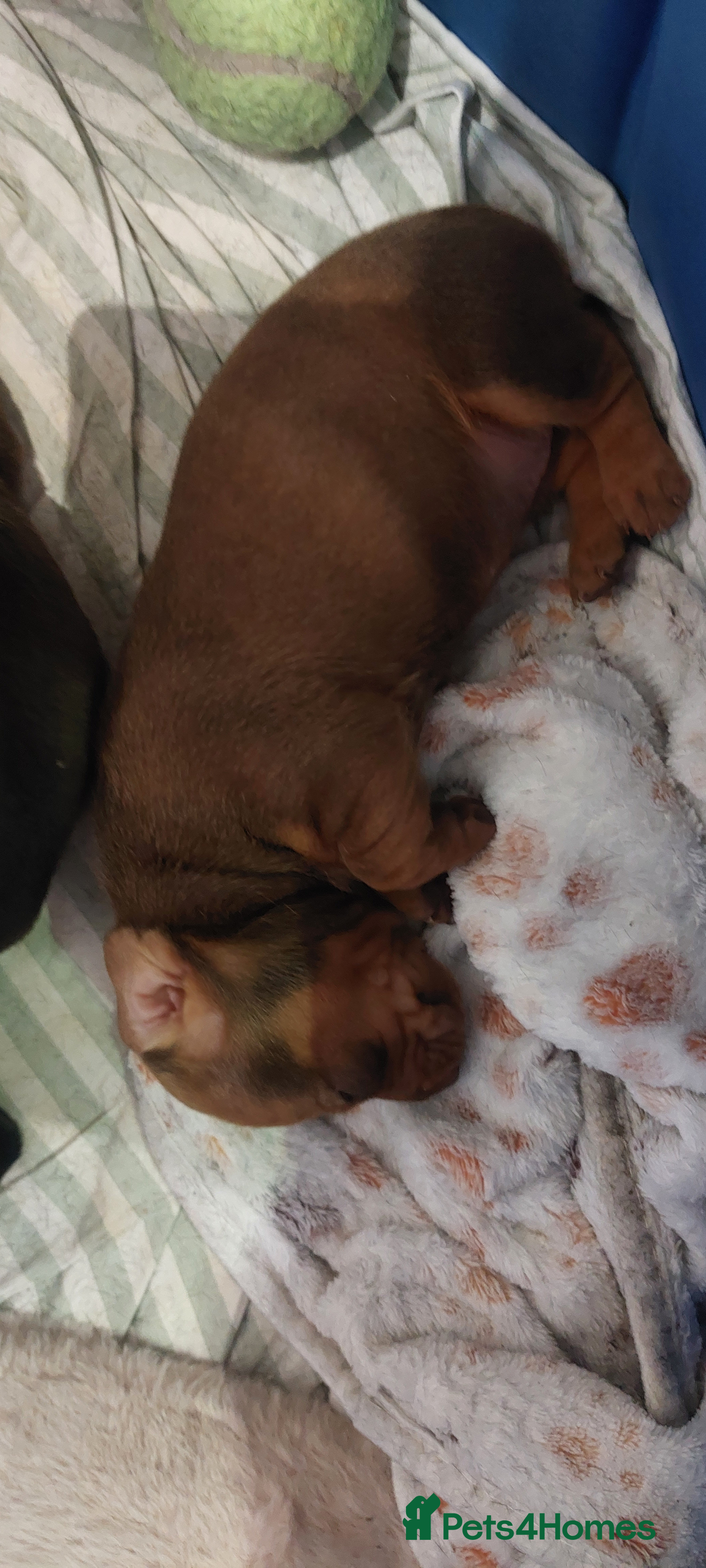 Dachshund dogs West Wales daschund puppies - Advert 2