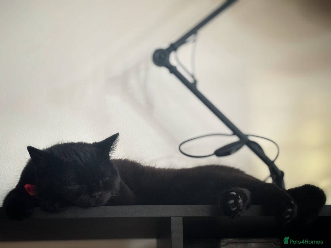 British Shorthair cats for sale: Year old girl looking for a new home - Image 4