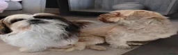 Shih Tzu dogs for sale: Ready Now Shih Tzu - Advert 6
