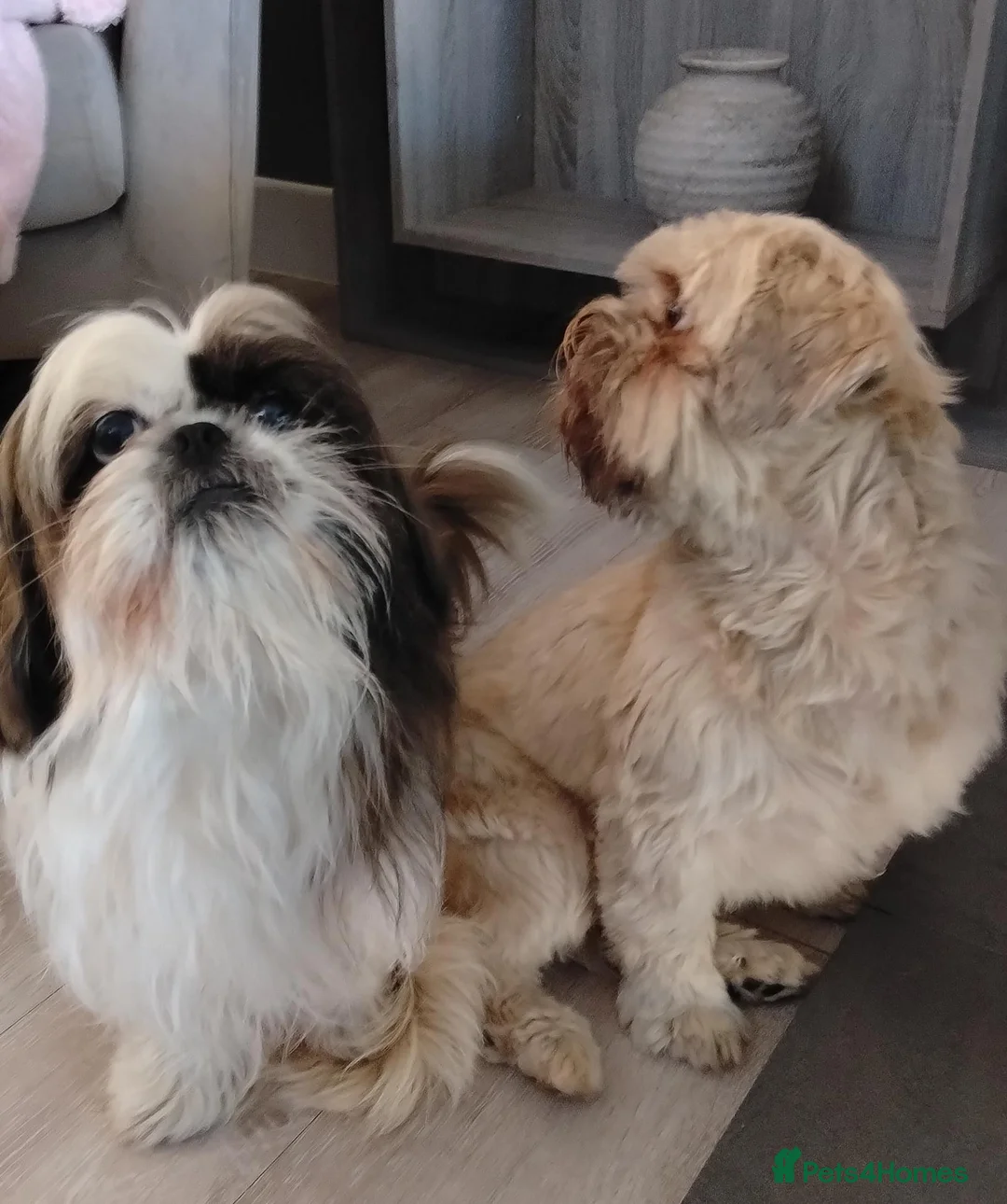 Shih Tzu dogs for sale: Ready Now Shih Tzu - Advert 6