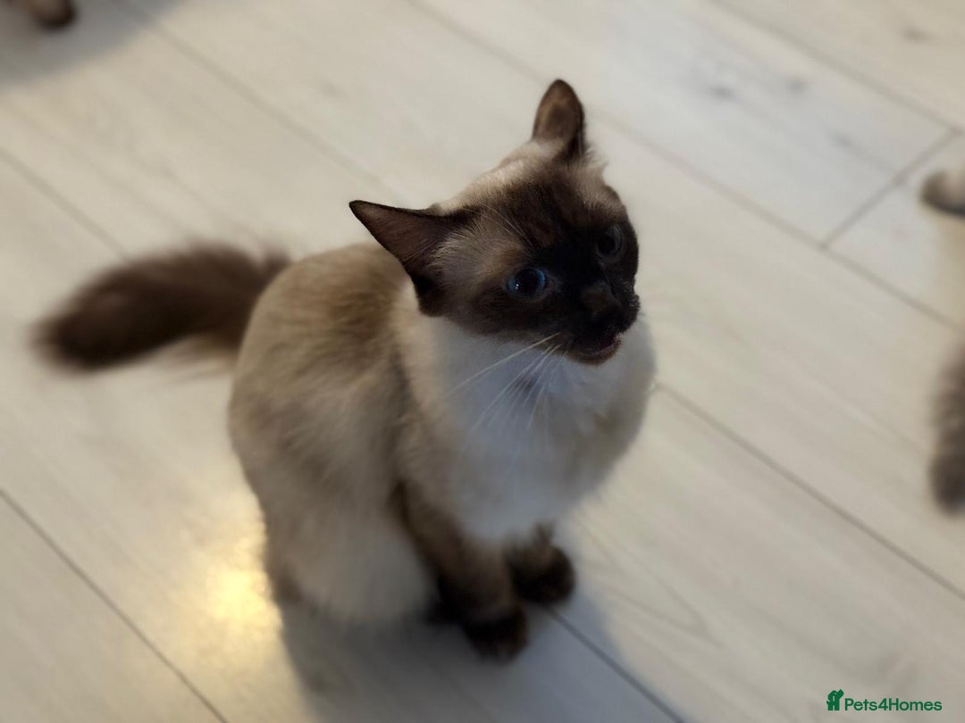 Ragdoll cats for sale: Ragdoll kittens  - Image 7