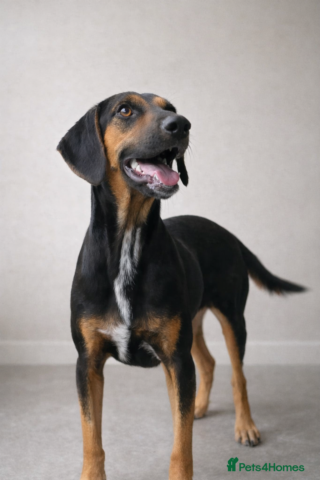 Mixed Breed dogs ❤️ Deuce This beautiful soul has come so far… ❤️ - Advert 6