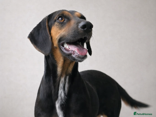 Mixed Breed dogs ❤️ Deuce This beautiful soul has come so far… ❤️ - Advert 6