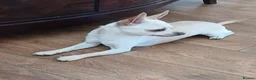 Chihuahua dogs for sale: Chihuahua Boy - Advert 2