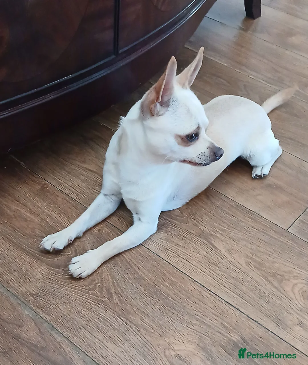 Chihuahua dogs for sale: Chihuahua Boy - Advert 2