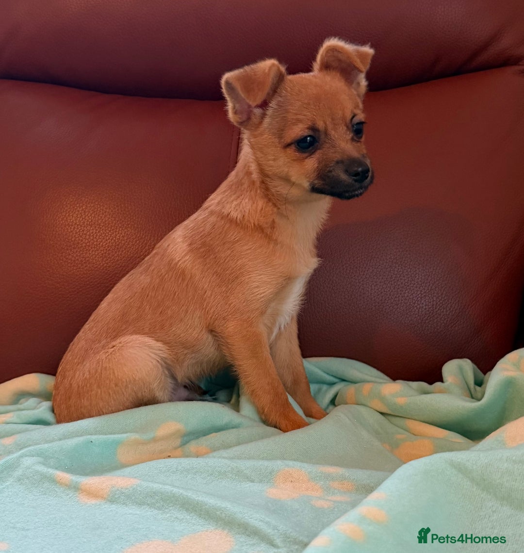 Mixed Breed dogs for sale: Jack Russell/terrier mixed bread - Advert 4