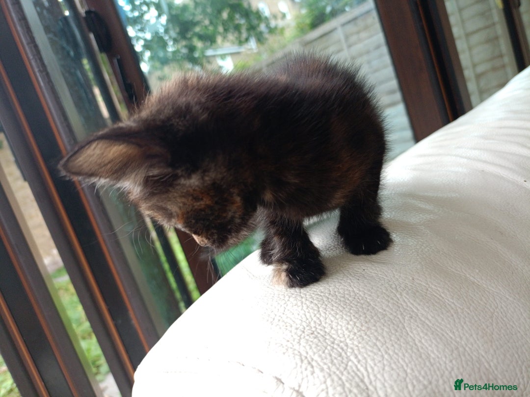 British Shorthair cats for sale: Shosho - Image 6