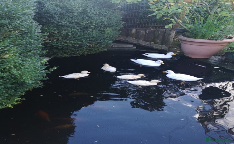 Ducks poultry - Advert 1