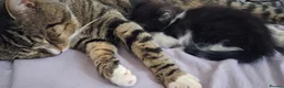 Mixed Breed cats for sale: 2 month old kitten in Dagenham - Advert 4