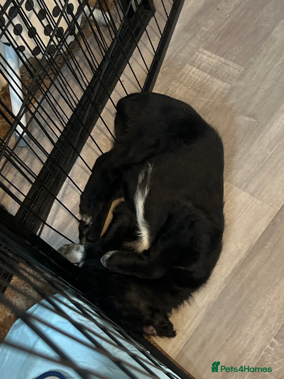 Mixed Breed dogs for sale: Stunning Litter of Labradoodle x Pyrenees - Advert 28