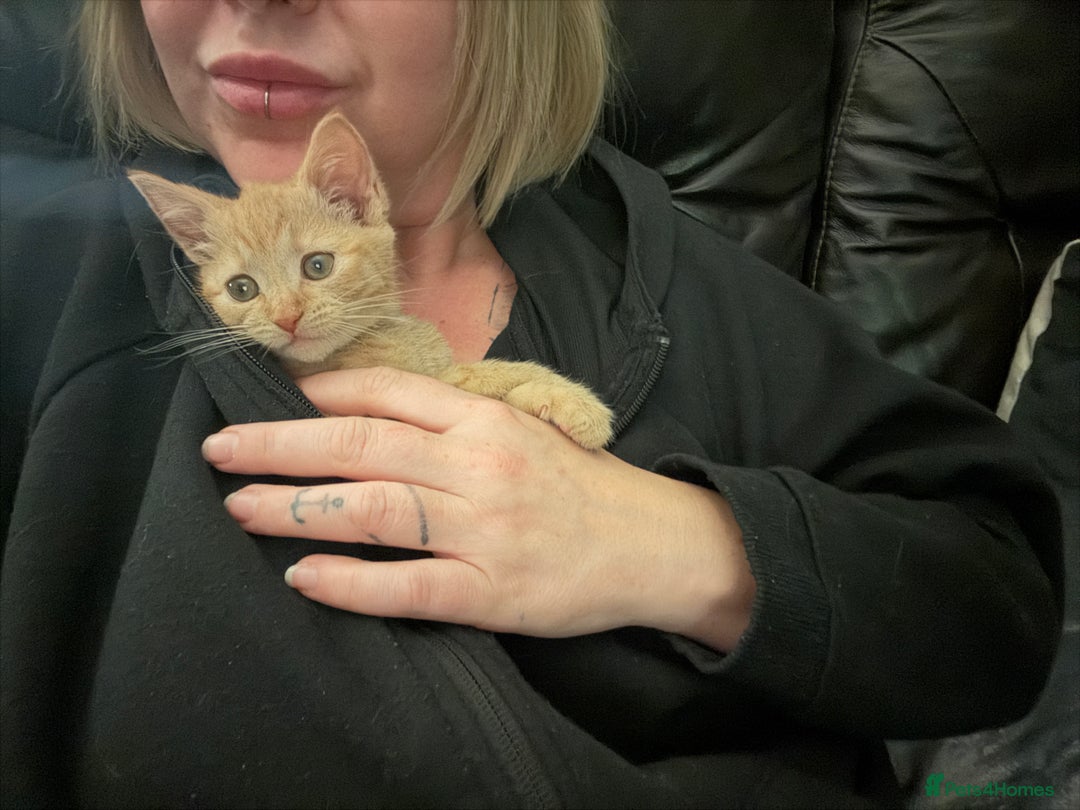 Mixed Breed cats for sale: Beautiful Ginger boy - Advert 6