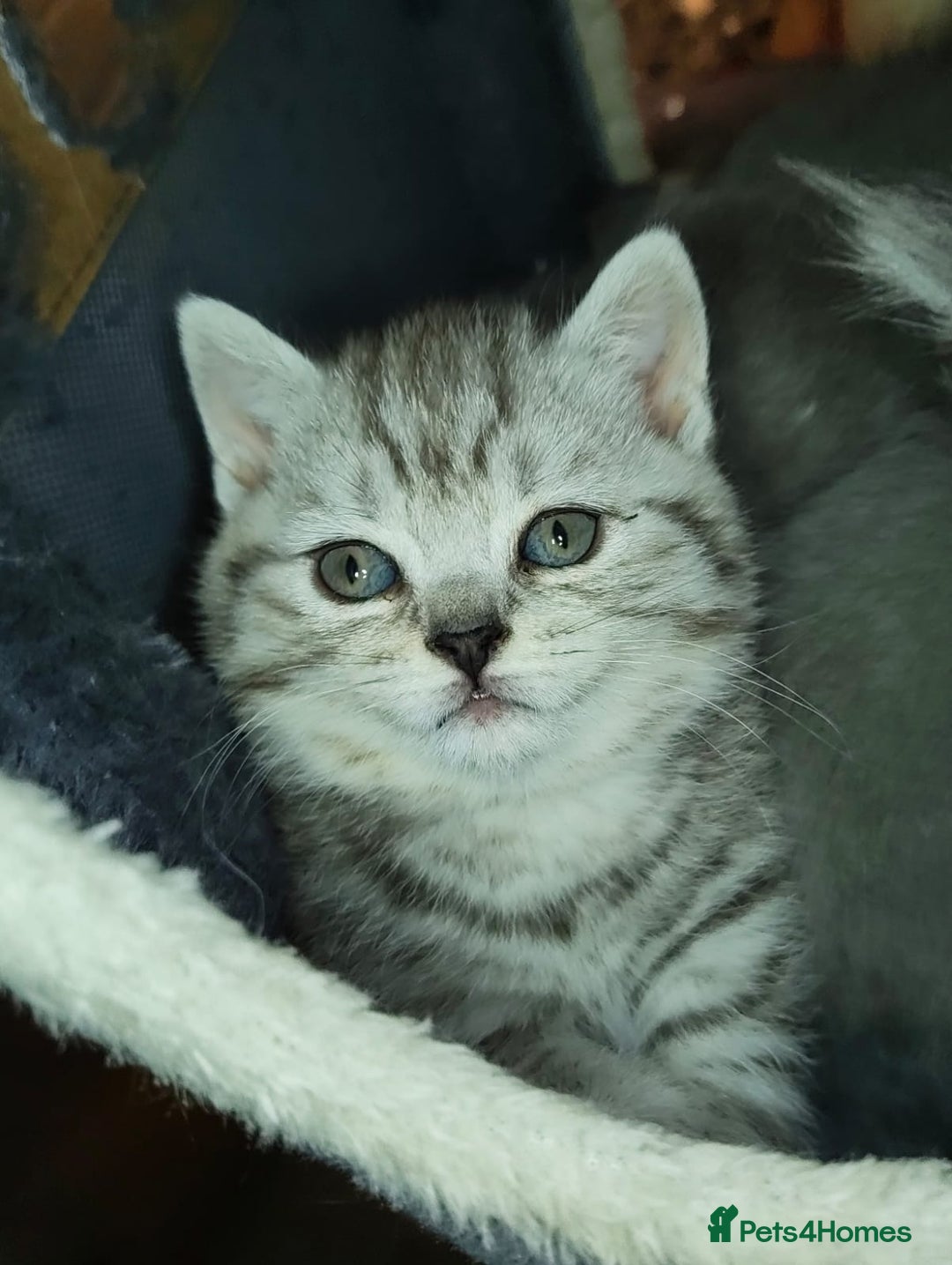 British Shorthair cats for sale: 8 BRITISH SHORTHAIR KITTENS GCCF REGISTERED  - Advert 4