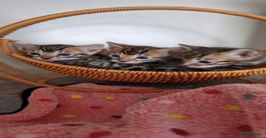 Bengal cats - Advert 9