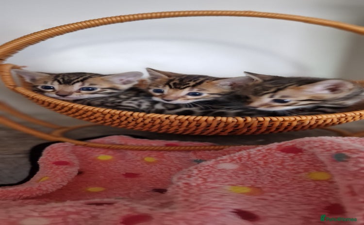 Bengal cats - Advert 7