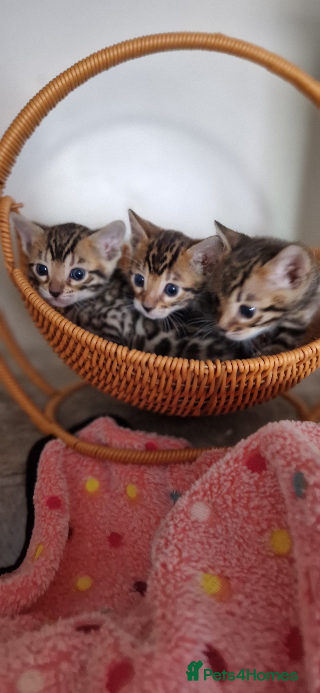 Bengal cats for sale: Beautiful kittens 🥰 - Advert 10