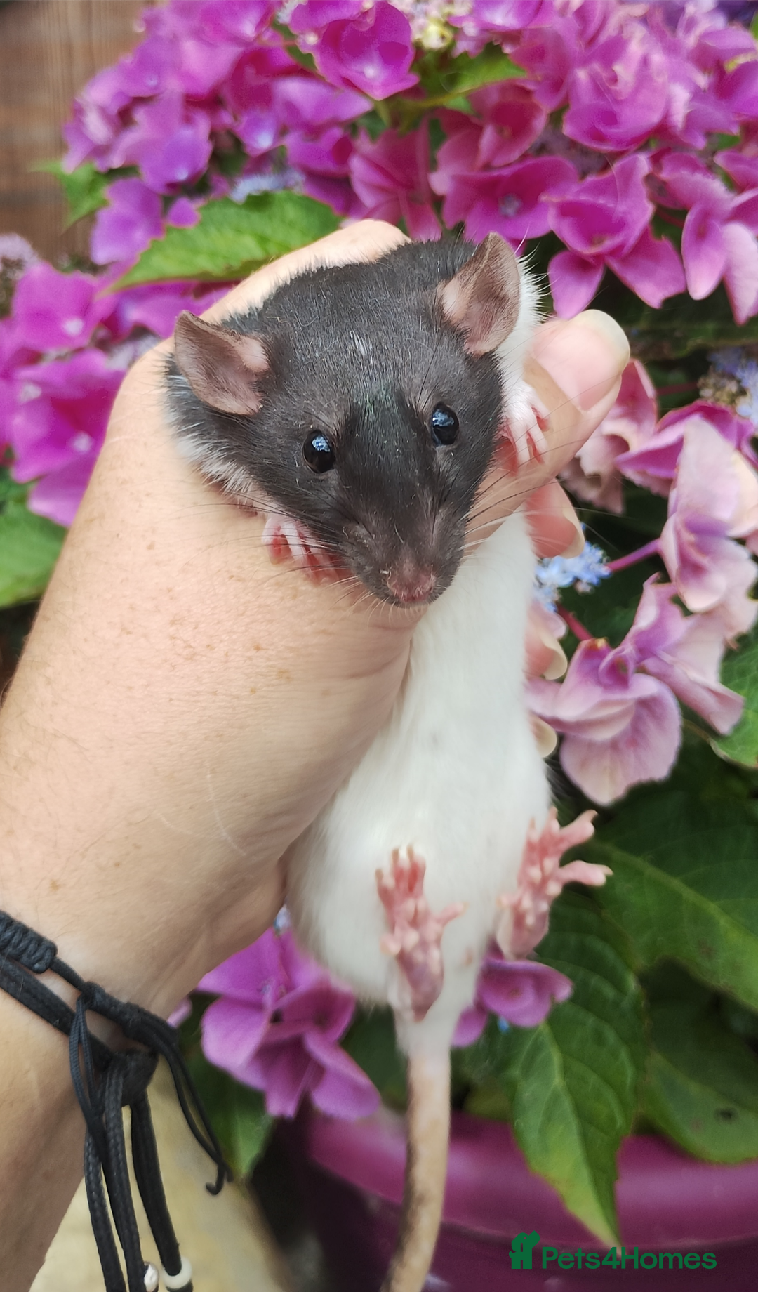 Rat rodents for sale: 2 beautiful female rats ready now  - Image 1