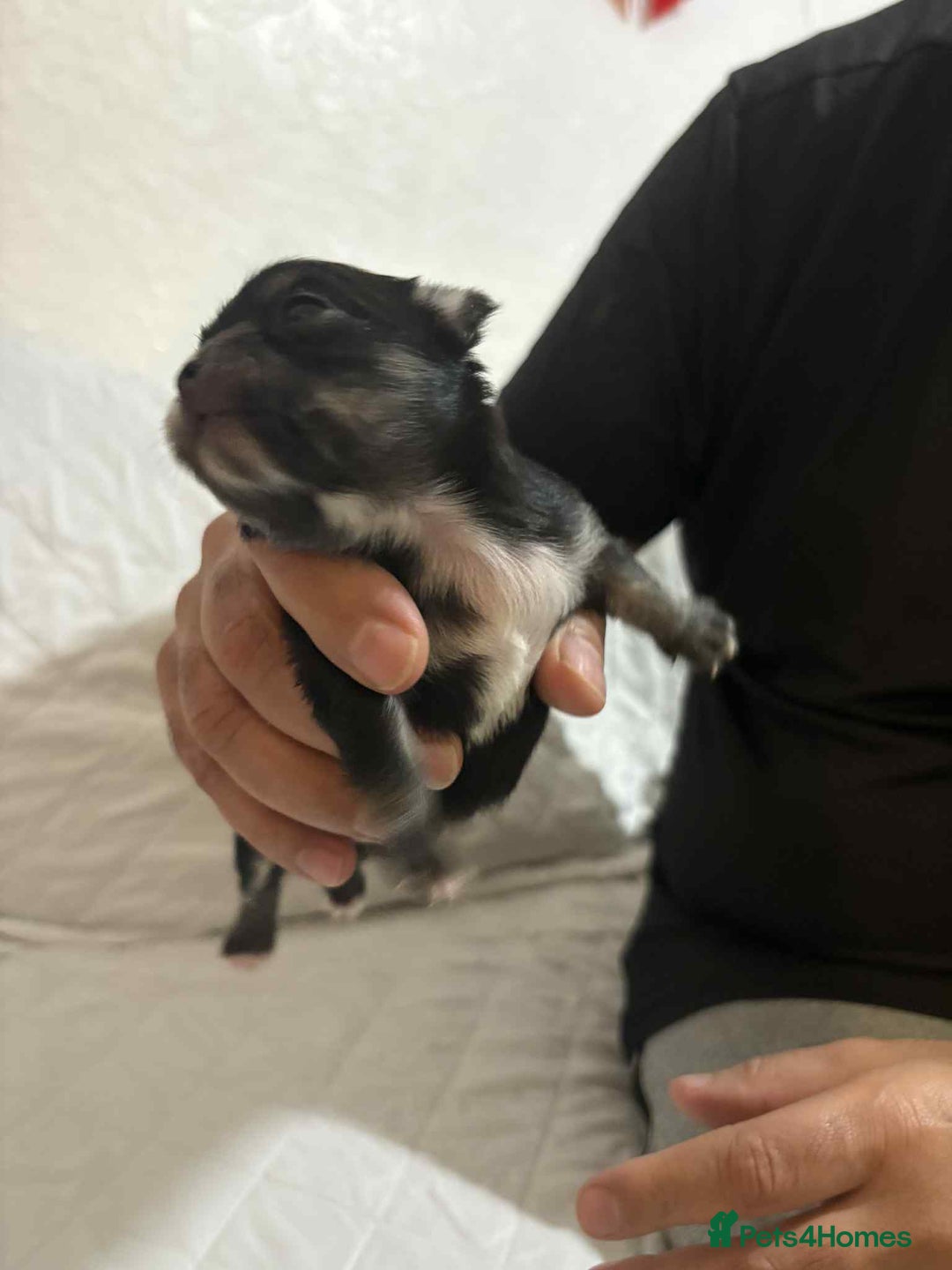 Chihuahua dogs for sale: Very rare long chihuahua for sale  - Advert 14