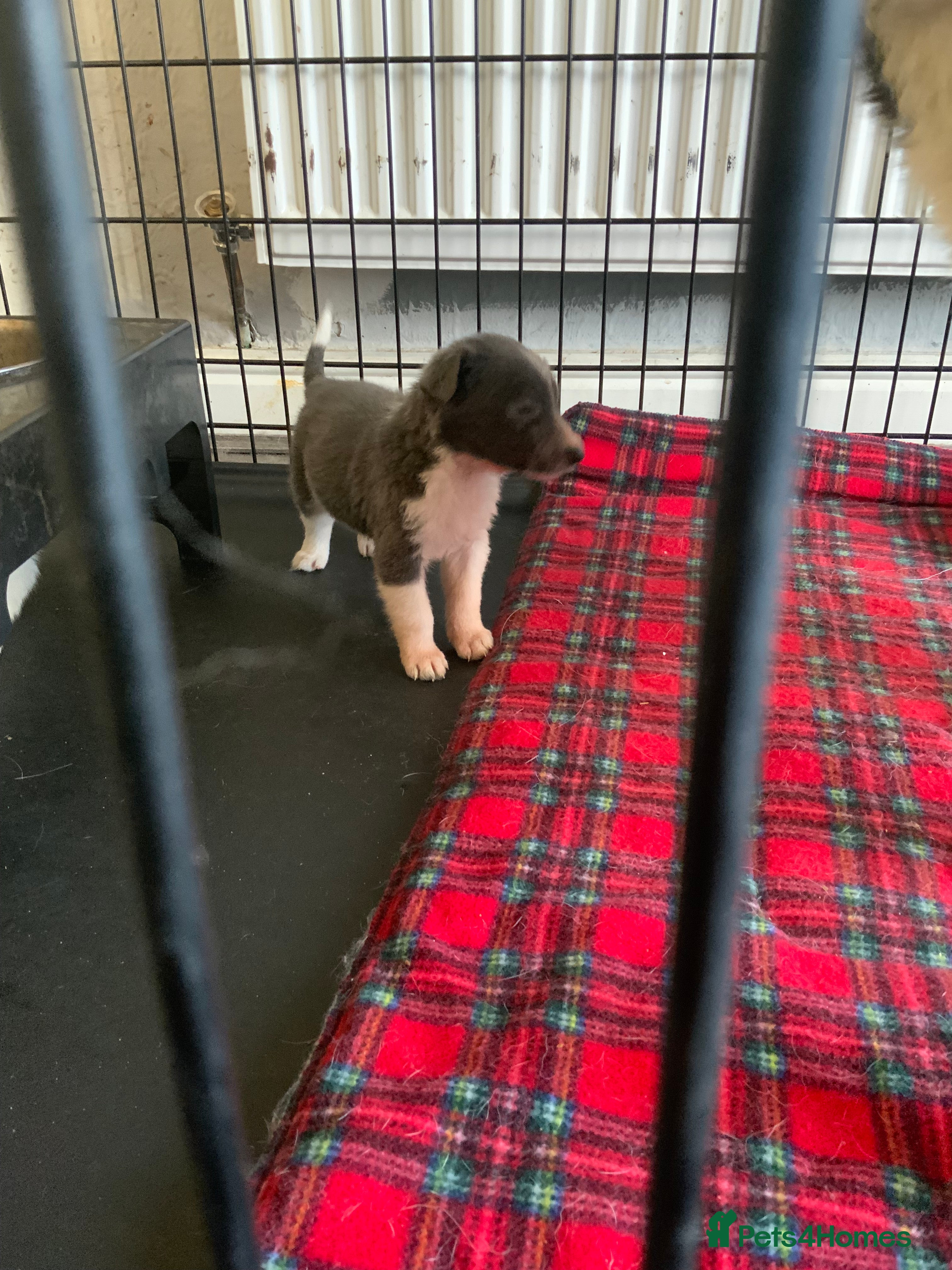 Border Collie dogs 10 amazing puppies - Advert 9