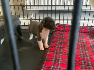 Border Collie dogs 10 amazing puppies - Advert 7