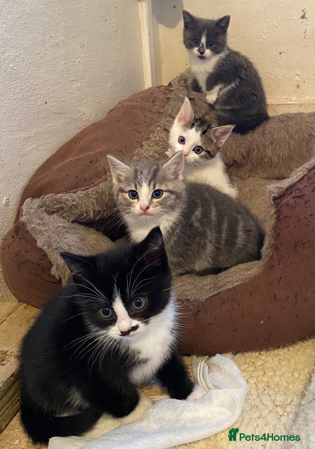 Mixed Breed cats for sale: Stunning part Siamese kittens ready now - Advert 2