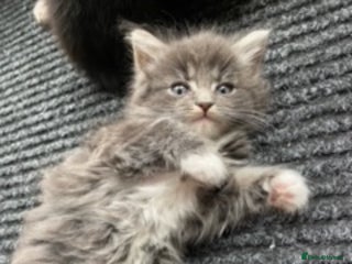 Bengal cats Adorable kittens - Advert 1