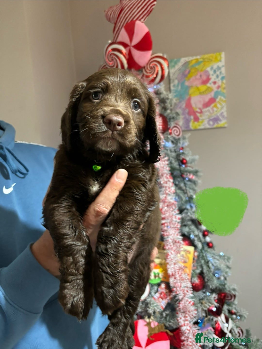 Sprocker dogs for sale: Chunky spocker spaniel  - Advert 6