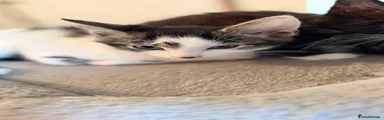 Kitten 3