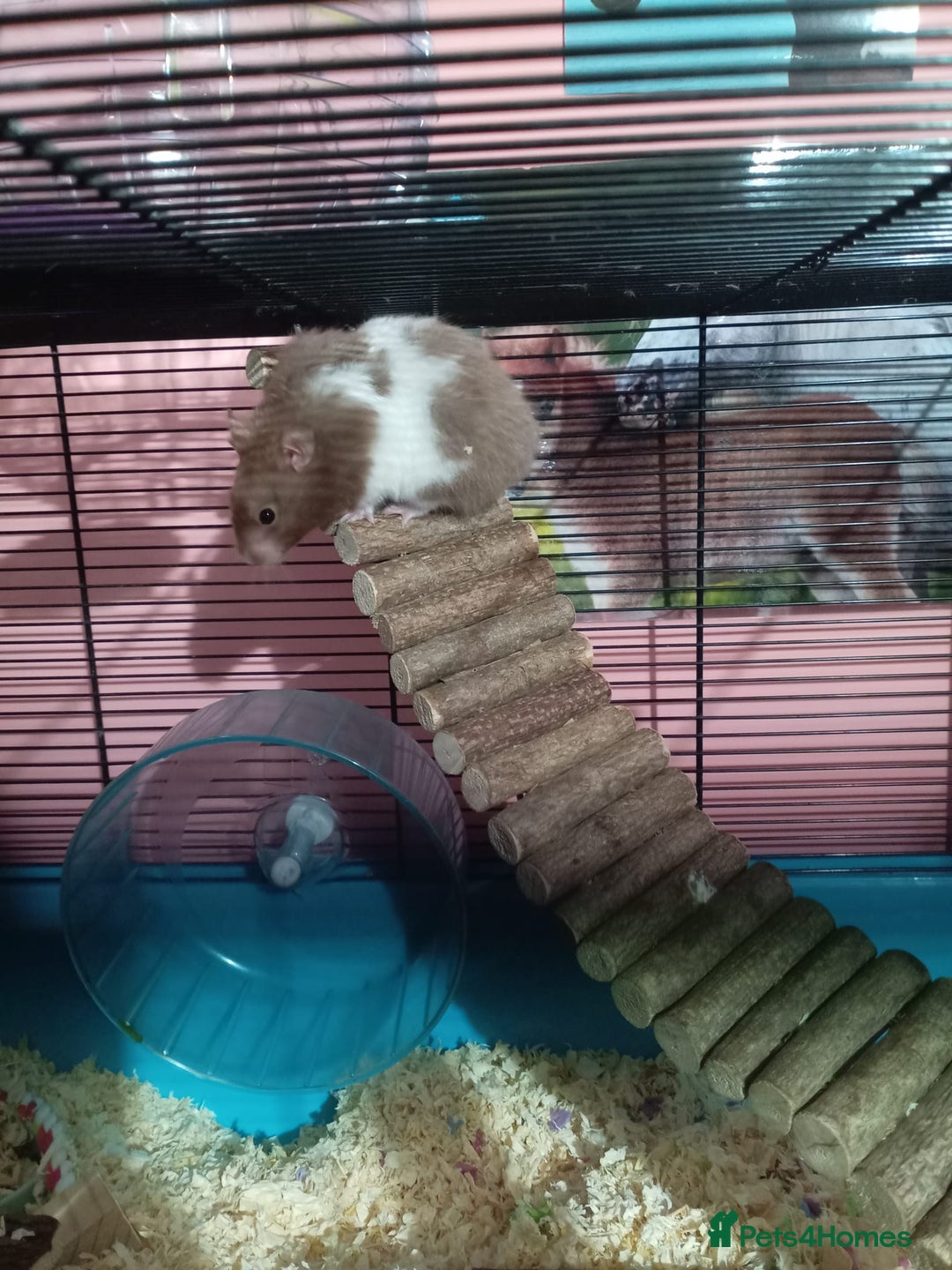 Hamster rodents for sale: Young hamster  - Image 2
