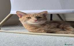 British Shorthair cats for sale: FREE - Pebbles the ginger cat (pebs) - Image 1